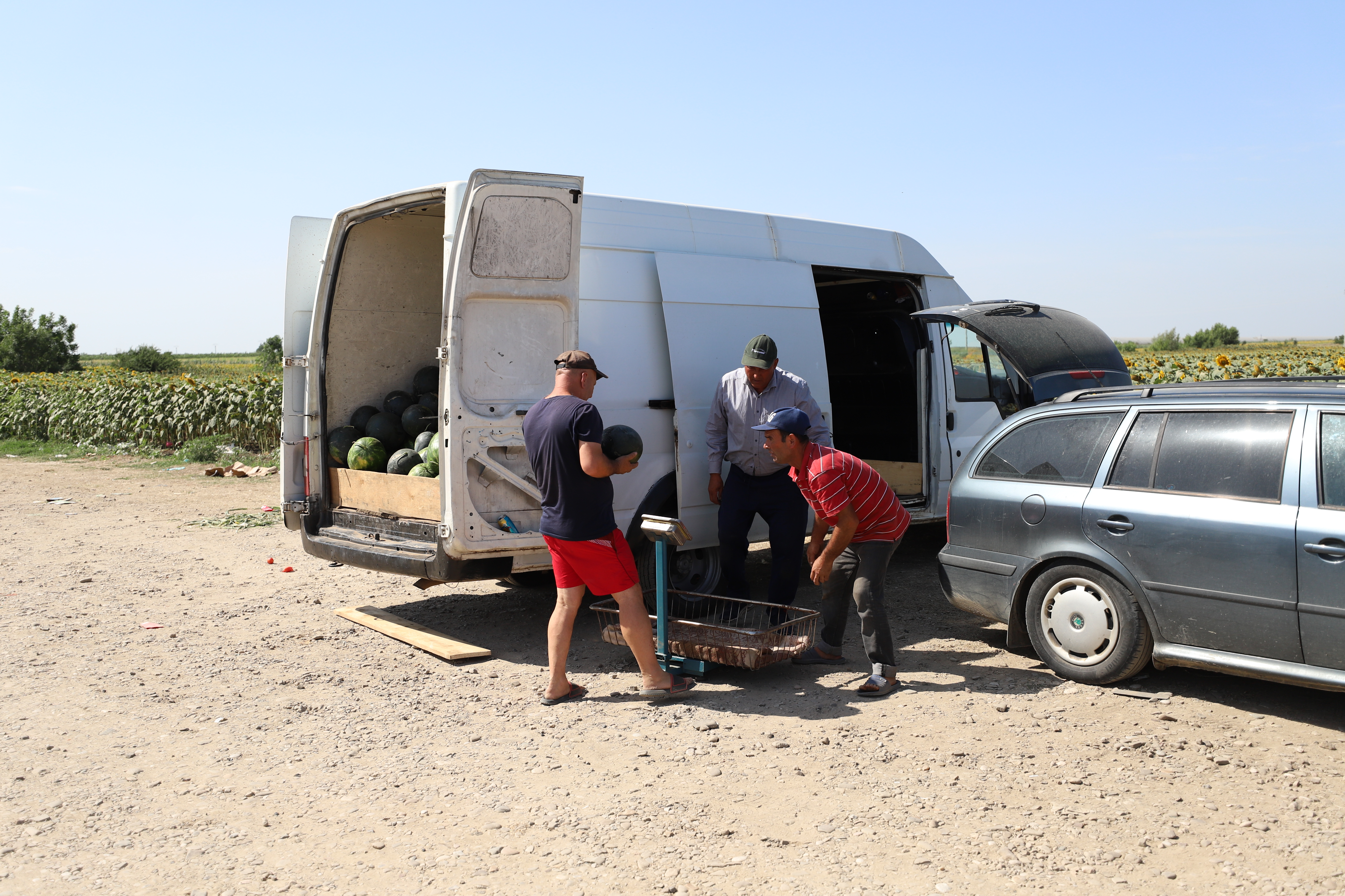 REPORTAJ. Furie în piața de legume din Glodeanu Sărat, Buzău. Lăsați la mâna samsarilor, producătorii locali își anunță abandonul: „Să pună Guvernul roșii!” 