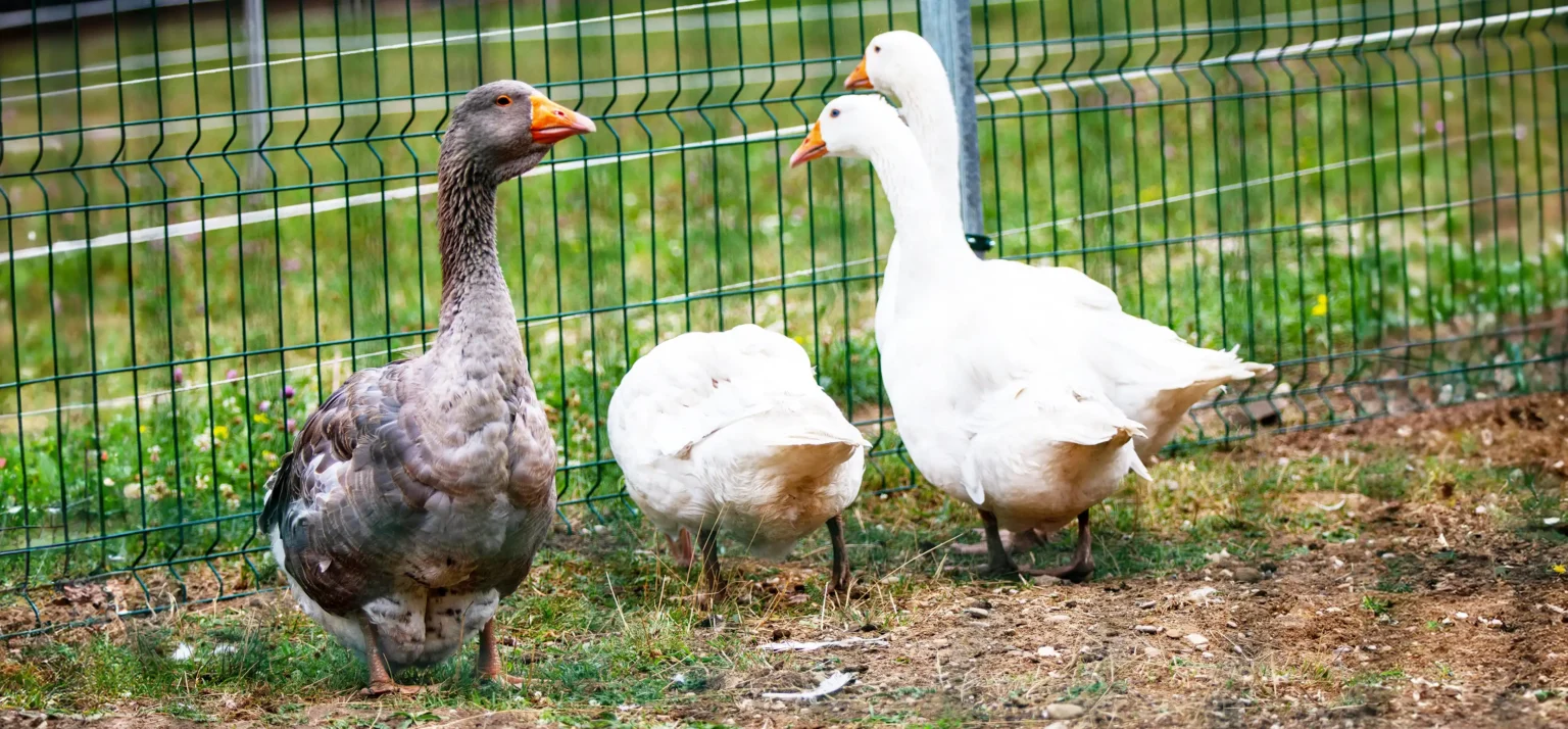 Viața la ferma de zimbri din Vama Buzăului. Animalele sunt îngrijite într-o rezervație de 90 de hectare, aflată la poalele Munților Ciucaș