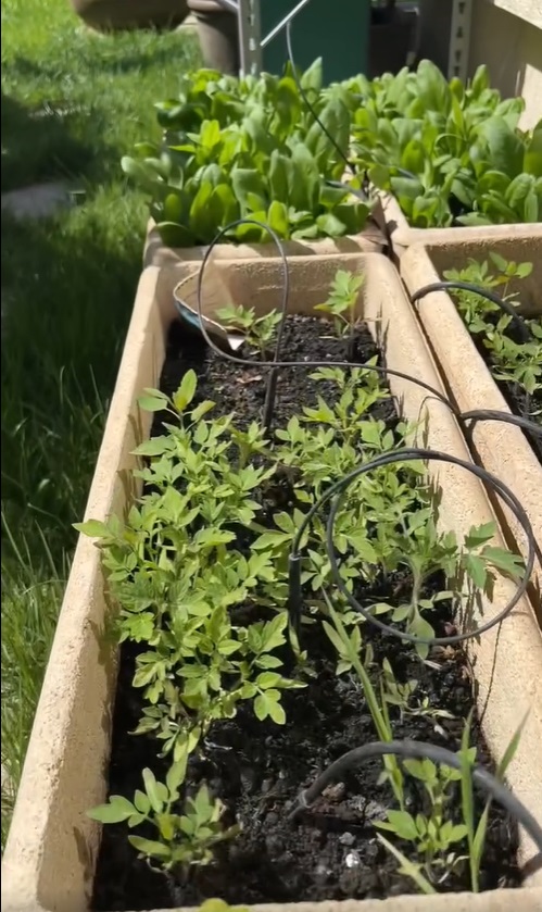 Imagini noi din grădina Andreei Marin. Are mulți trandafiri înfloriți, dar și plante aromatice, spanac și răsaduri de roșii
