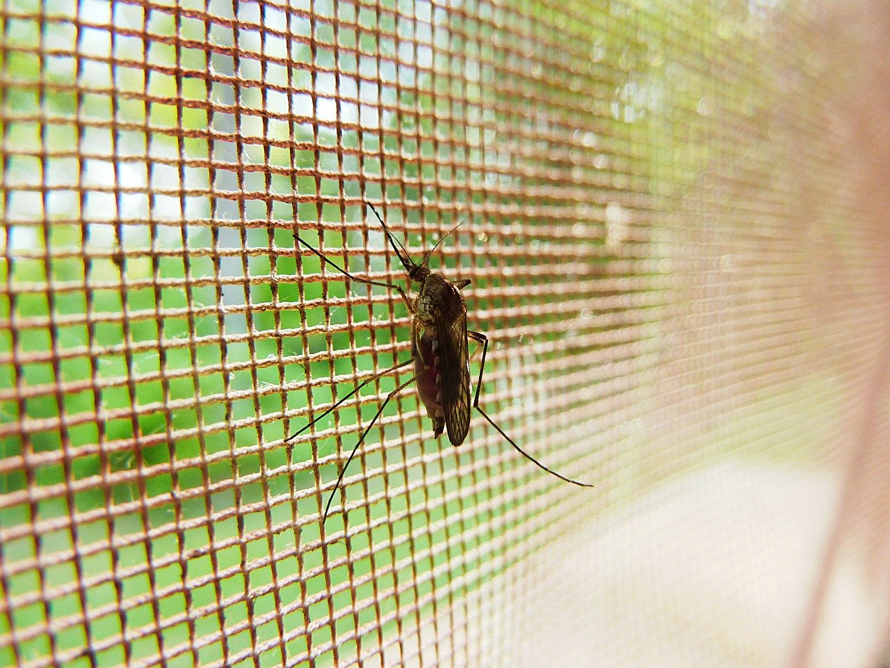 Tigrul platanului - ce este și cum ne apărăm de înțepăturile insectei