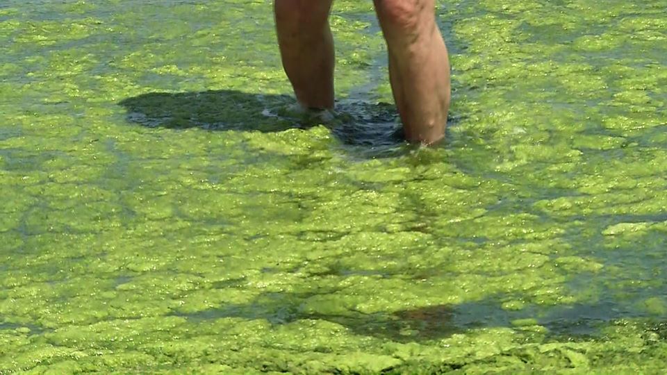 Litoralul românesc, invadat de alge. „E o barbarie să mai punem oamenii să muncească la furcă în mileniul trei”