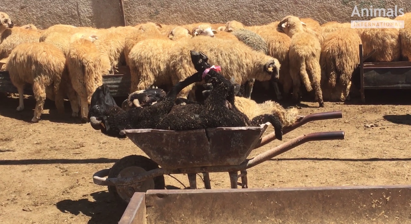 România ar putea înlocui exportul de animale vii cu carne congelată. Cum decurg negocierile