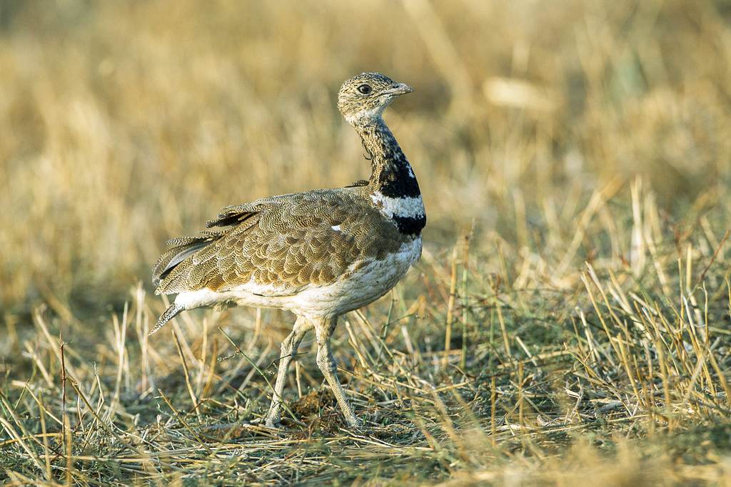 Elképesztően ritka madarat találtak Magyarországon, a szakértőket is meglepte