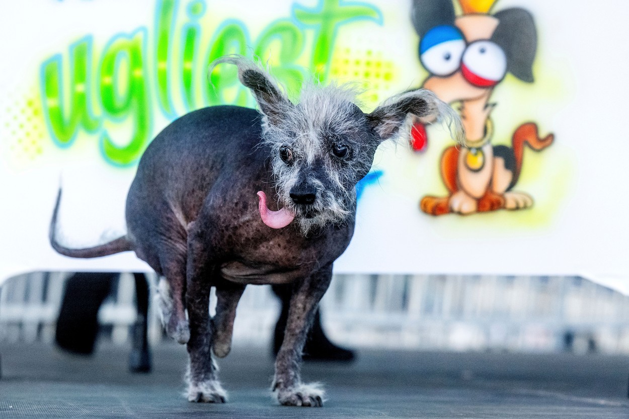 FOTO. Scooter, un cățel cu probleme, a câștigat titlul de Cel mai urât câine din lume. În spatele concursului se află o idee nobilă