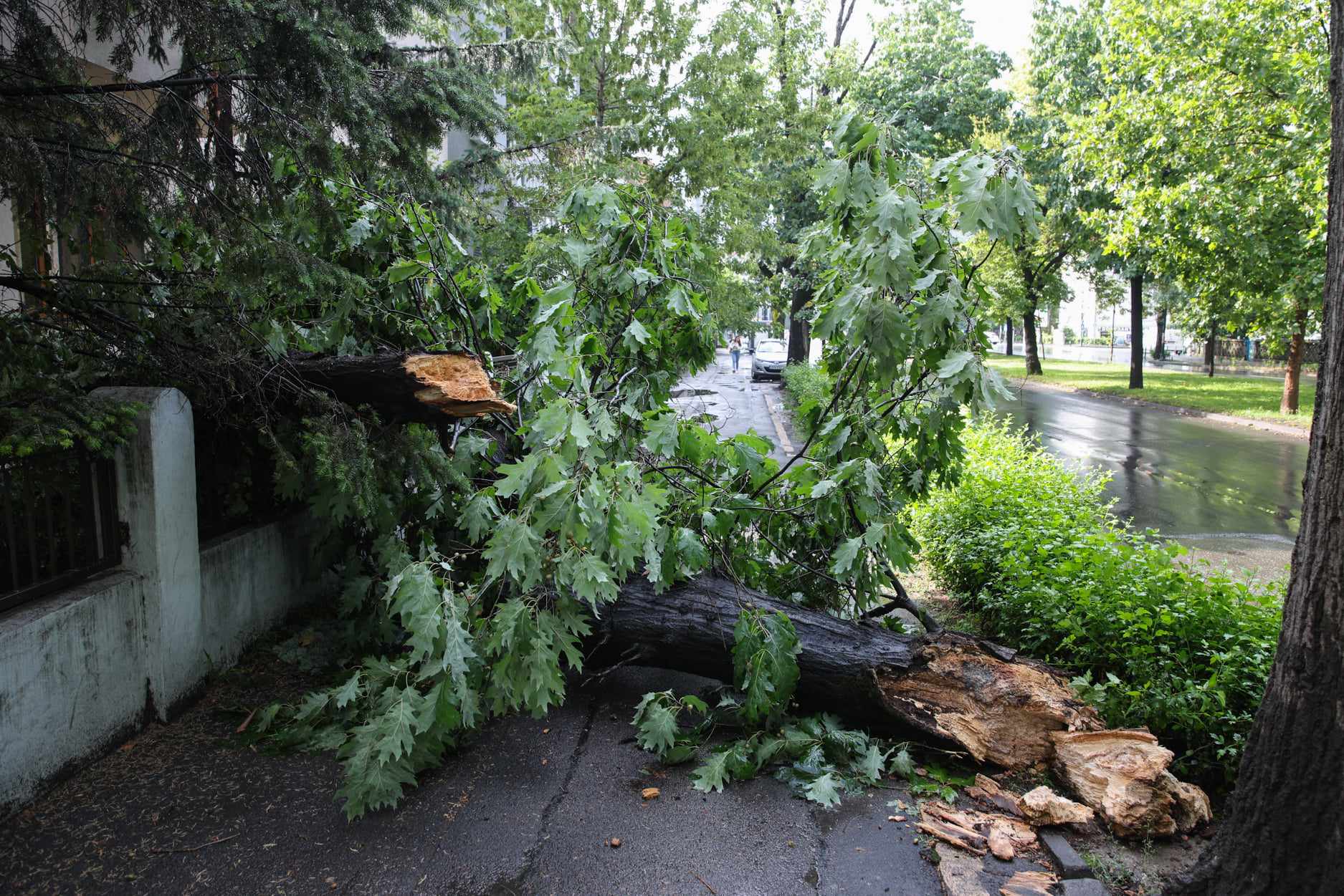 Zeci de copaci căzuți în București, vineri dimineață, după o vijelie. Capitala s-a aflat două ore sub alertă meteo de furtună