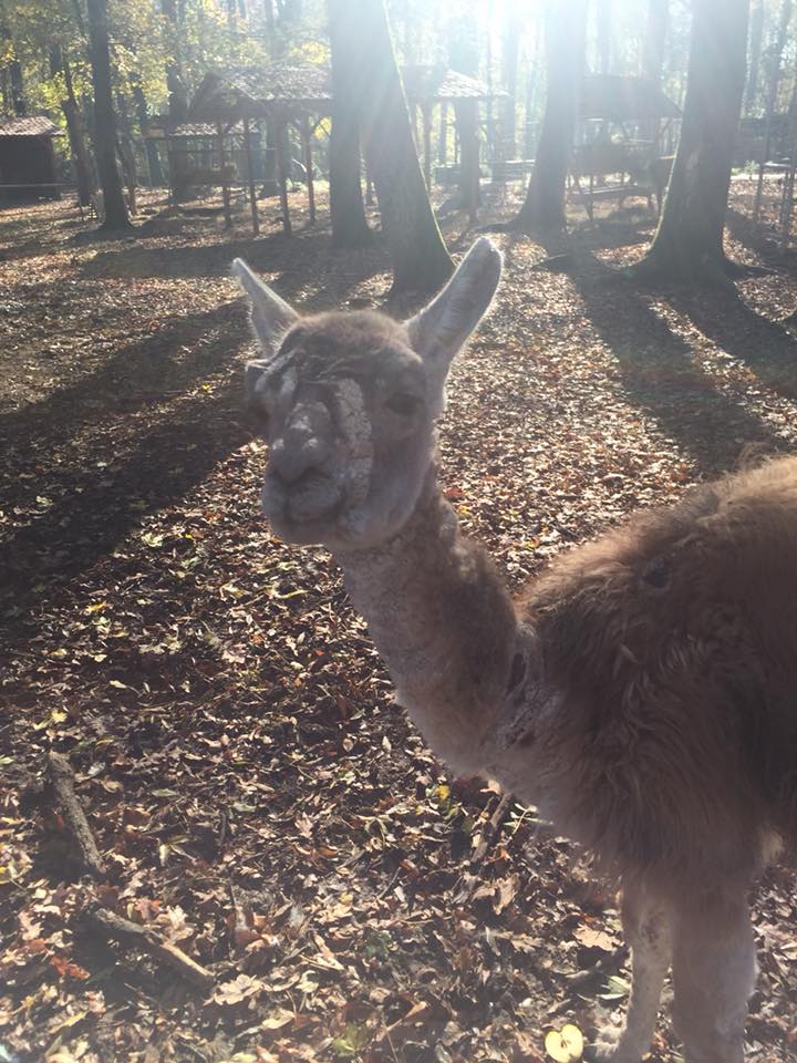 FOTO&VIDEO| Animale bolnave la Grădina Zoologică din Timișoara. O femeie vrea să facă plângere la DSV