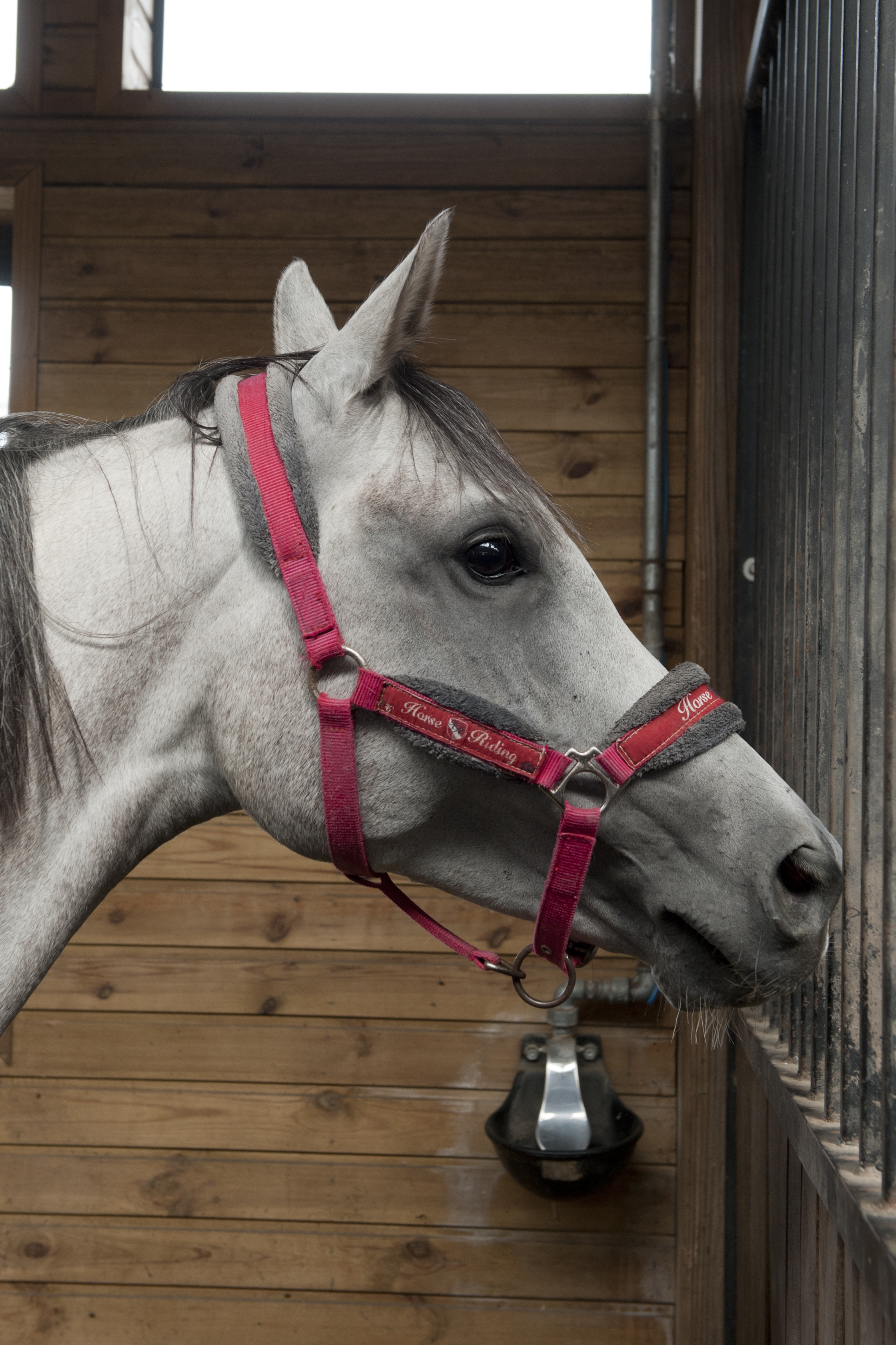 VIDEO | Guillaume Fillet, francezul care a readus cursele de galop în România: "România are tradiție, dar a avut o pauză de zeci de ani"