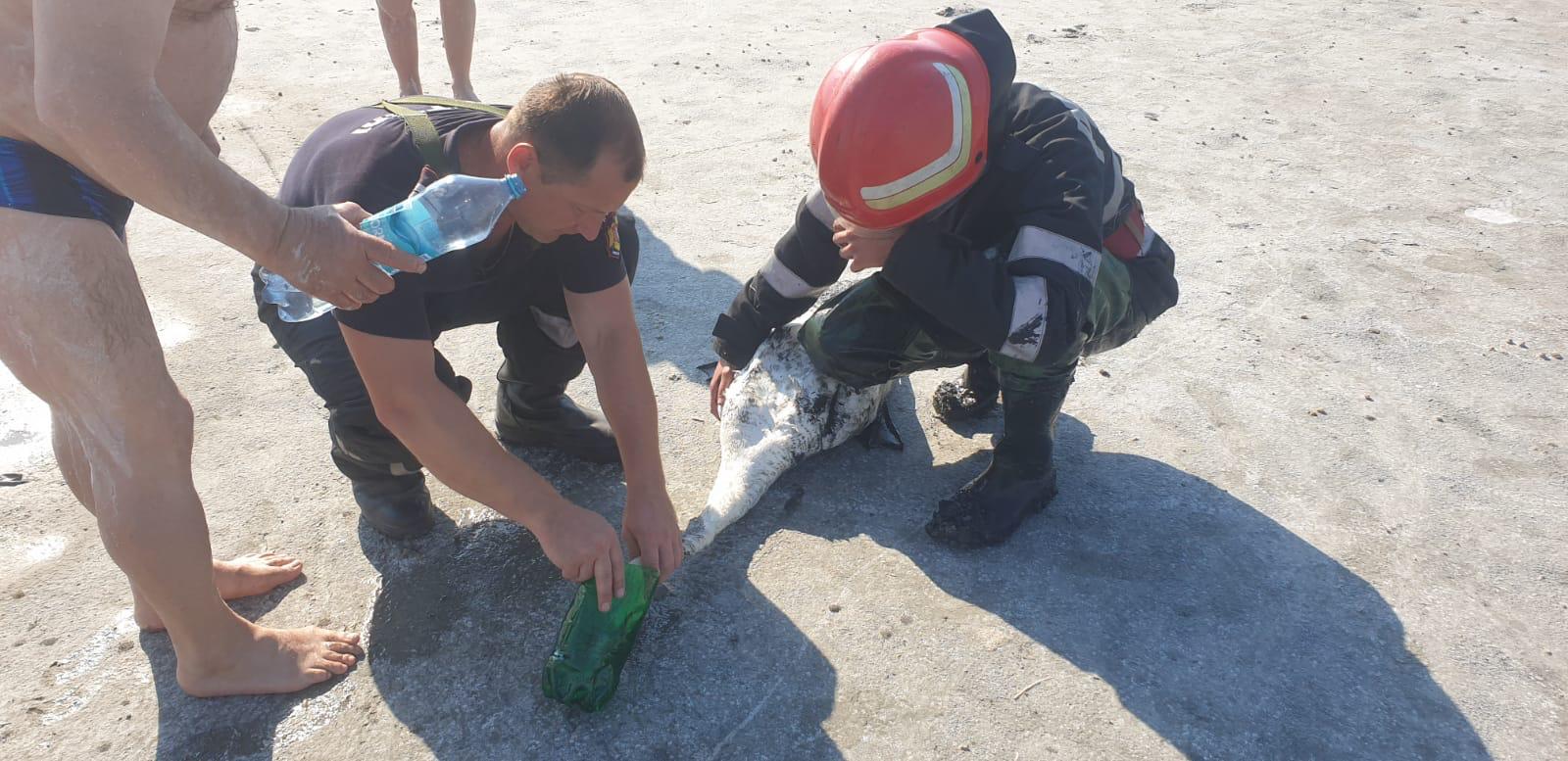 Lebădă blocată în nămolul din Lacul Sărat, salvată de pompieri