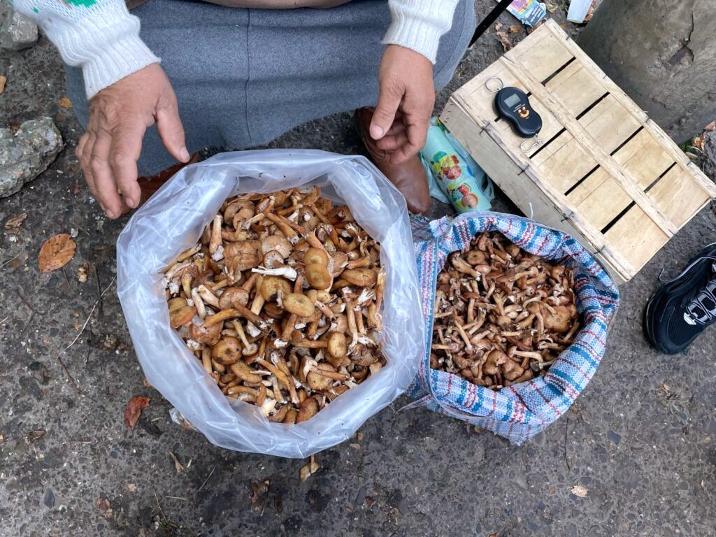 Creștere a intoxicațiilor cu ciuperci din piețe la Iași. Comercianții vând fără autorizație