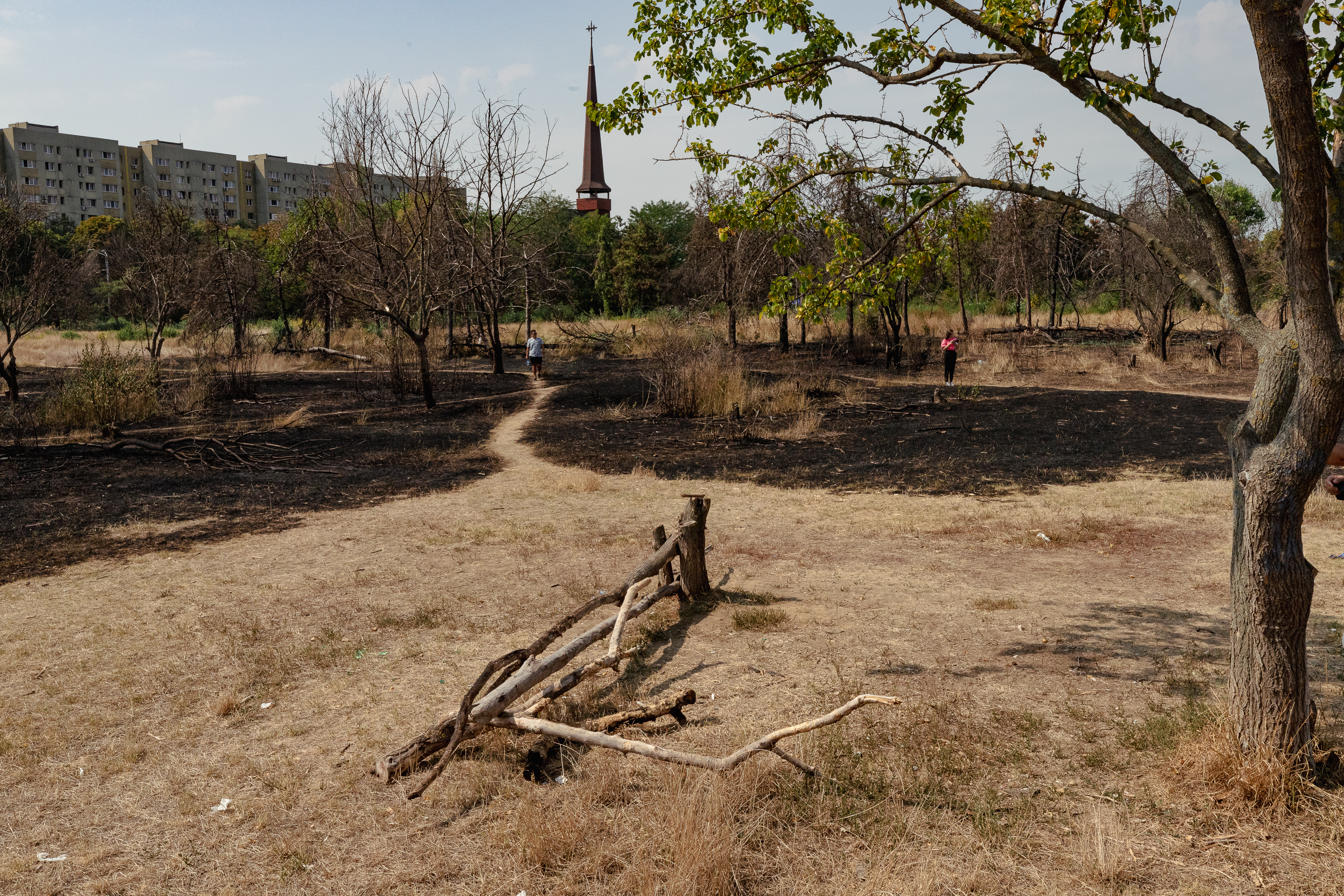 Revolta locuitorilor de lângă Parcul IOR care arde, iar copacii se usucă în mod misterios, sub ochii autorităților: „Ne credeți proști, domnule primar?”