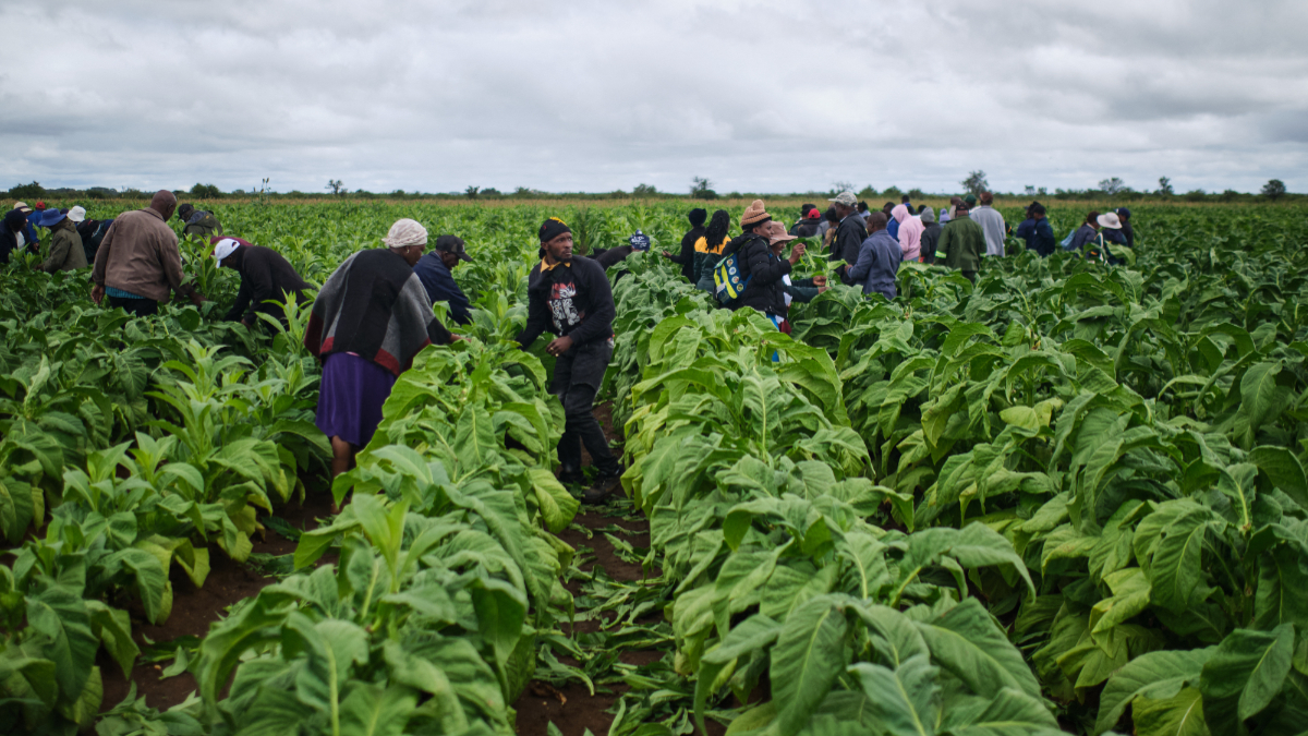 Zimbabwe’s tobacco boom hits record highs as Chinese-backed smallholders reshape Africa’s biggest producer