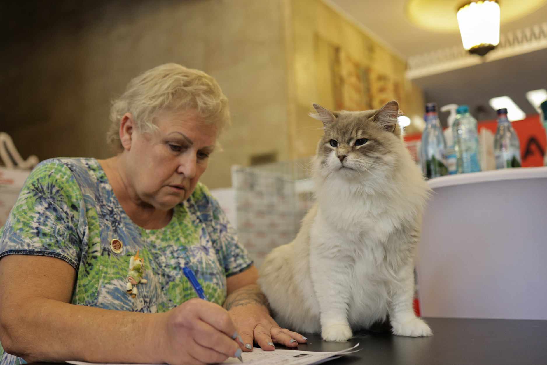 Nordri, câştigătorul cupei europene feline 2024, un superb motan alb din rasa Norvegian de Pădure, poate fi admirat la SofistiCAT, la Sala Palatului