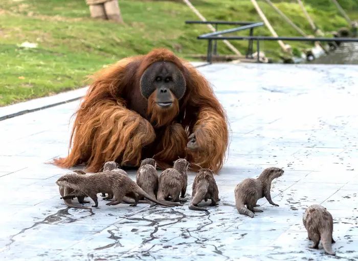 Urangutanii și vidrele s-au împrietenit, la o grădină zoologică din Belgia. Îngrijitorii au surprins animalele jucându-se împreună