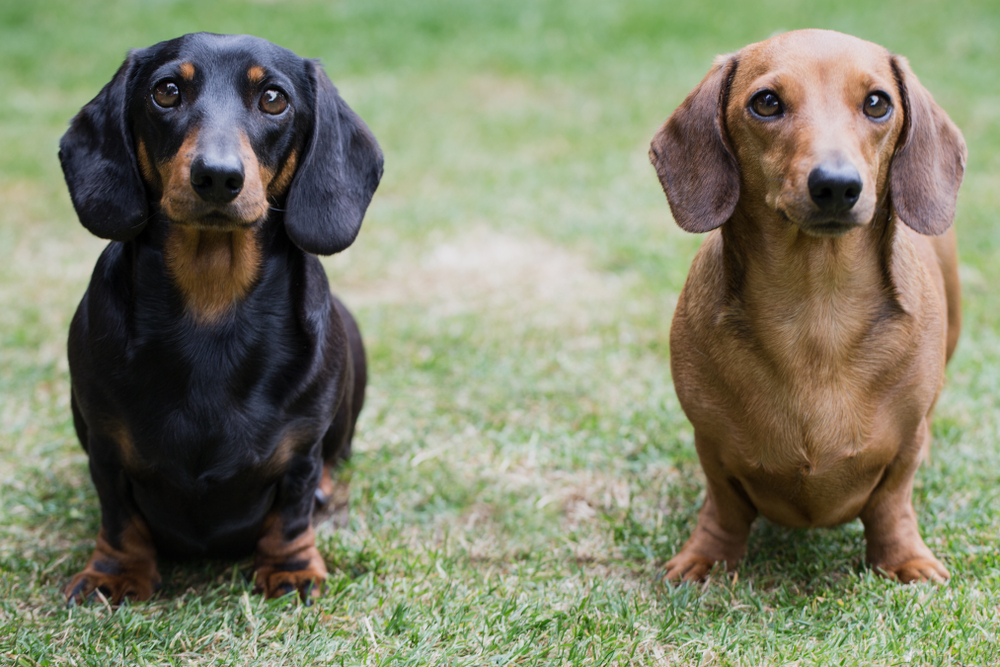 Rasa Dachshund - personalitatea celui mai cunoscut câine de vânătoare