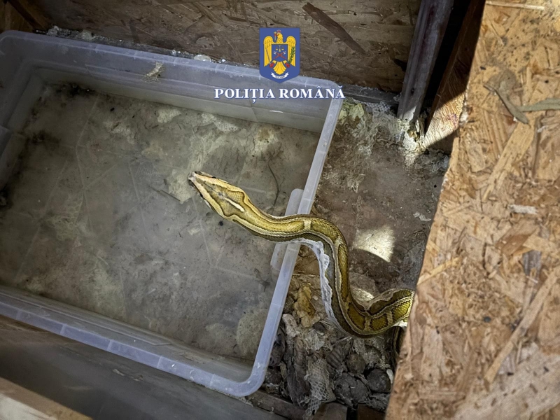 Șerpărie în casa unui bărbat din Olt: acesta creștea șerpi la domiciliu, pe care îi hrănea cu animale vii