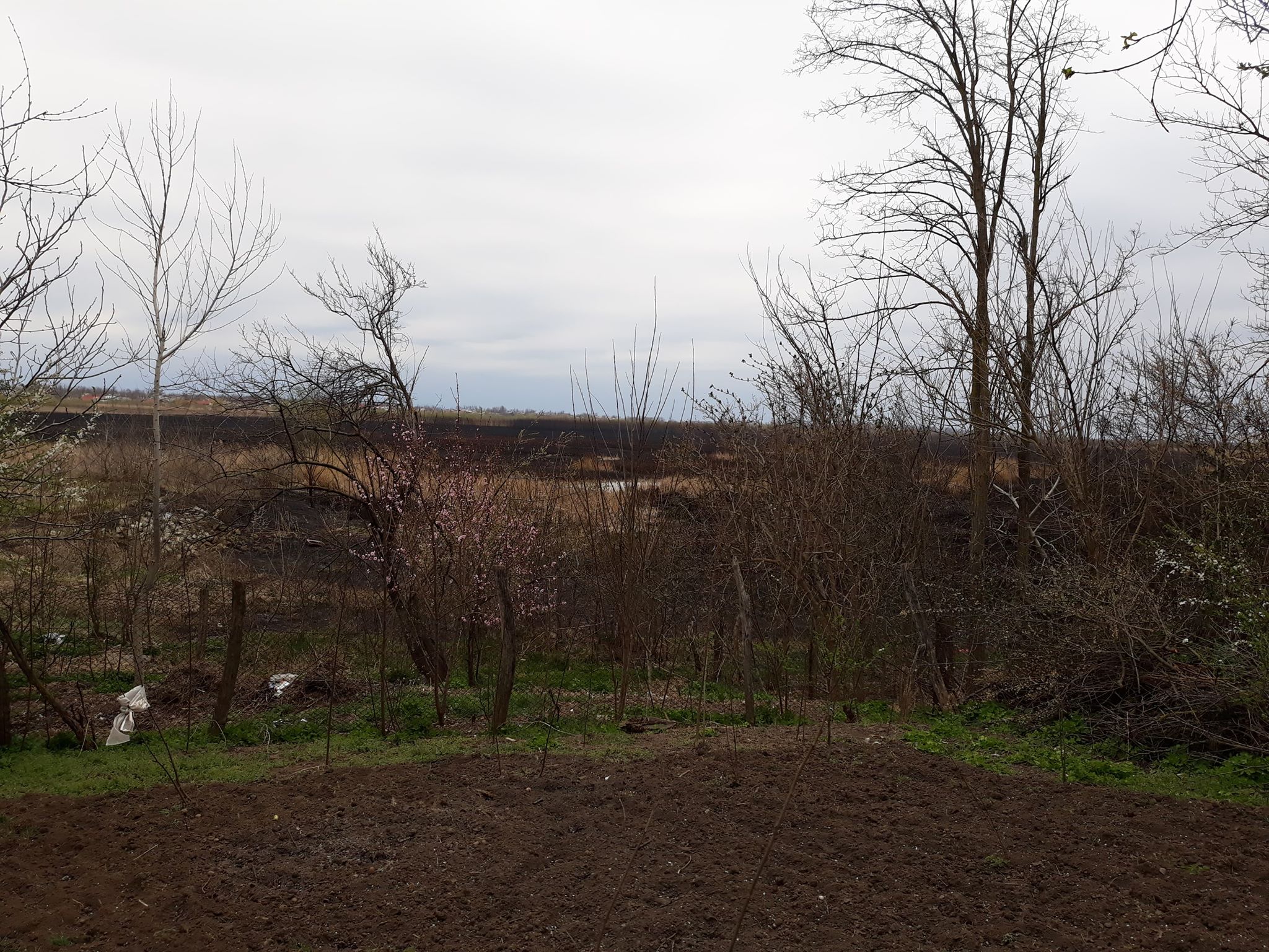 VIDEO Incendiu de vegetație în apropierea caselor din Fierbinți. Au ars 350 hectare de stuf și iarbă uscată: “Ne-am panicat, flăcările erau uriașe”