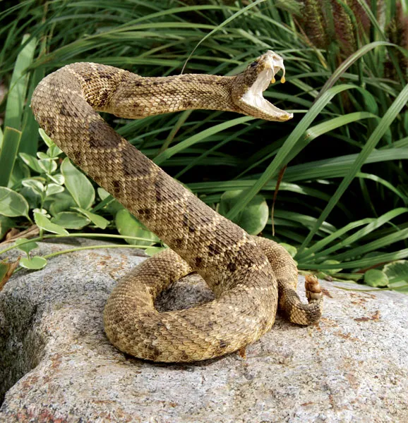 A rattlesnake is deadly [britannica]