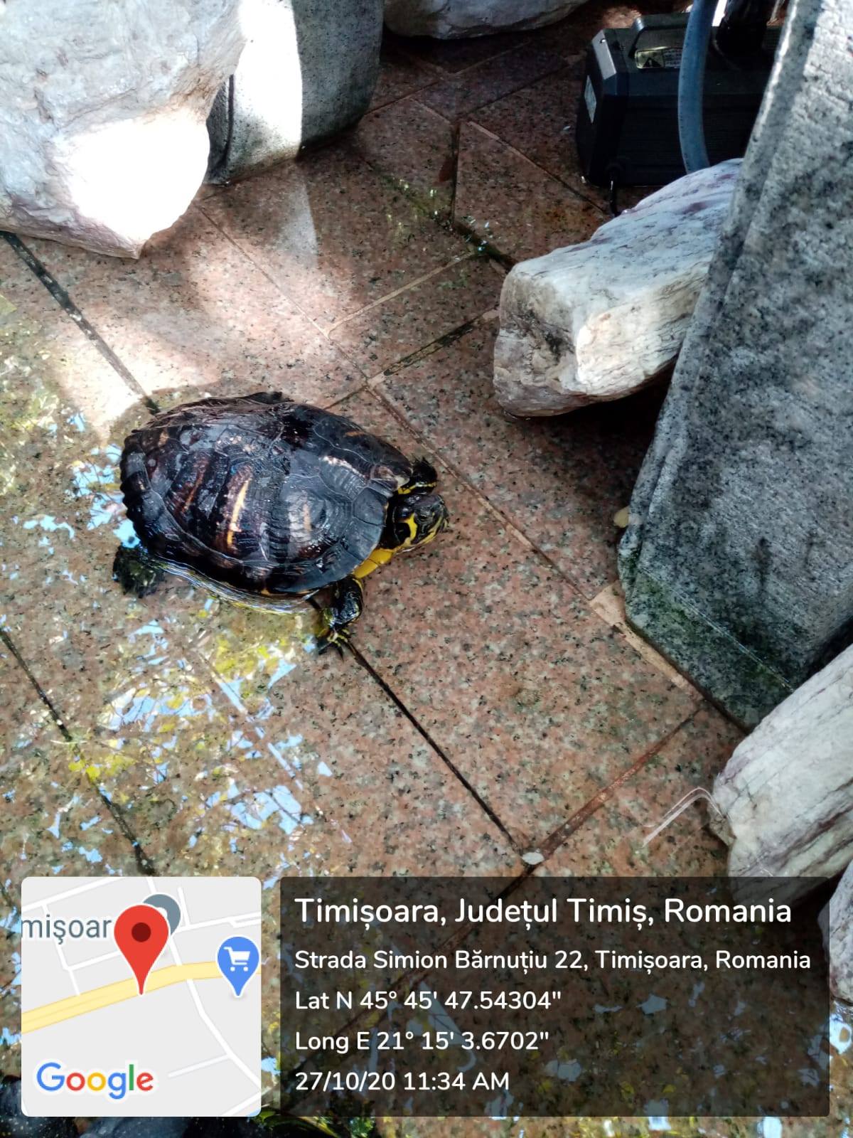 Zeci de broaște țestoase, confiscate din curtea unui restaurant chinezesc din Timișoara. Ecolog: „Deținerea lor în captivitate este ilegală”
