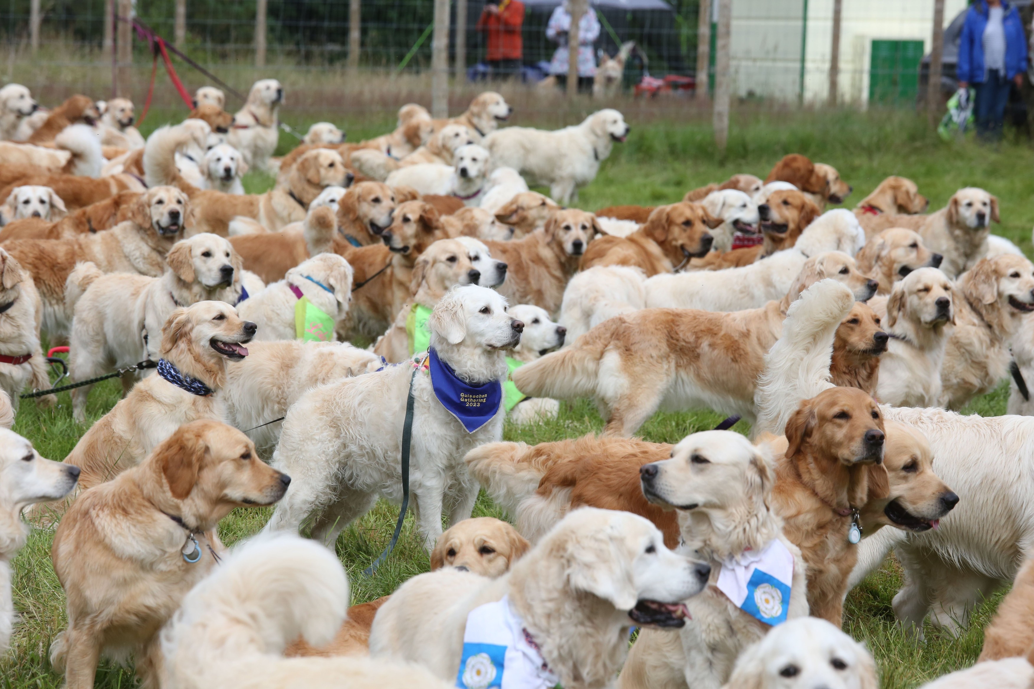 488 de câini Golden Retriever s-au întâlnit în Scoția. Au fost aduși din 12 țări pentru un eveniment special