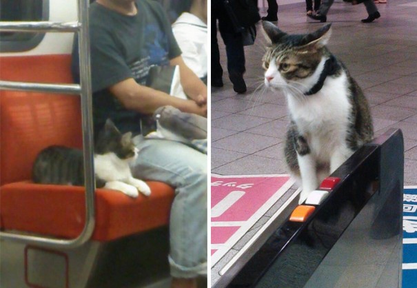 Să vezi și să nu crezi! O pisică din Tokyo călătorește regulat cu metroul de una singură