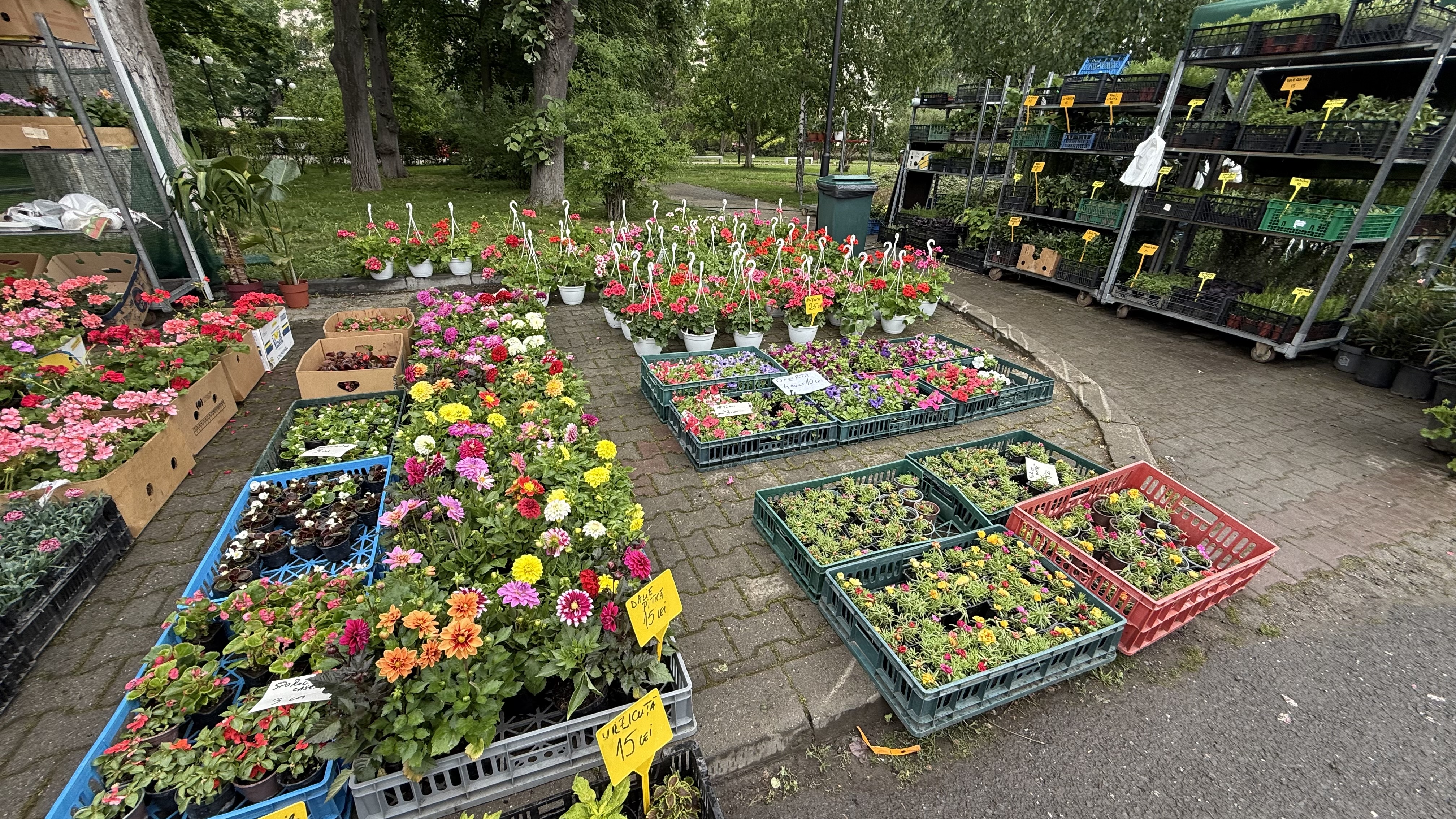 Explozie de flori și fructe exotice la Agronomie. Cât au plătit oamenii pentru „Mâna lui Buddha” „Banana Nordului” și smochinul mov