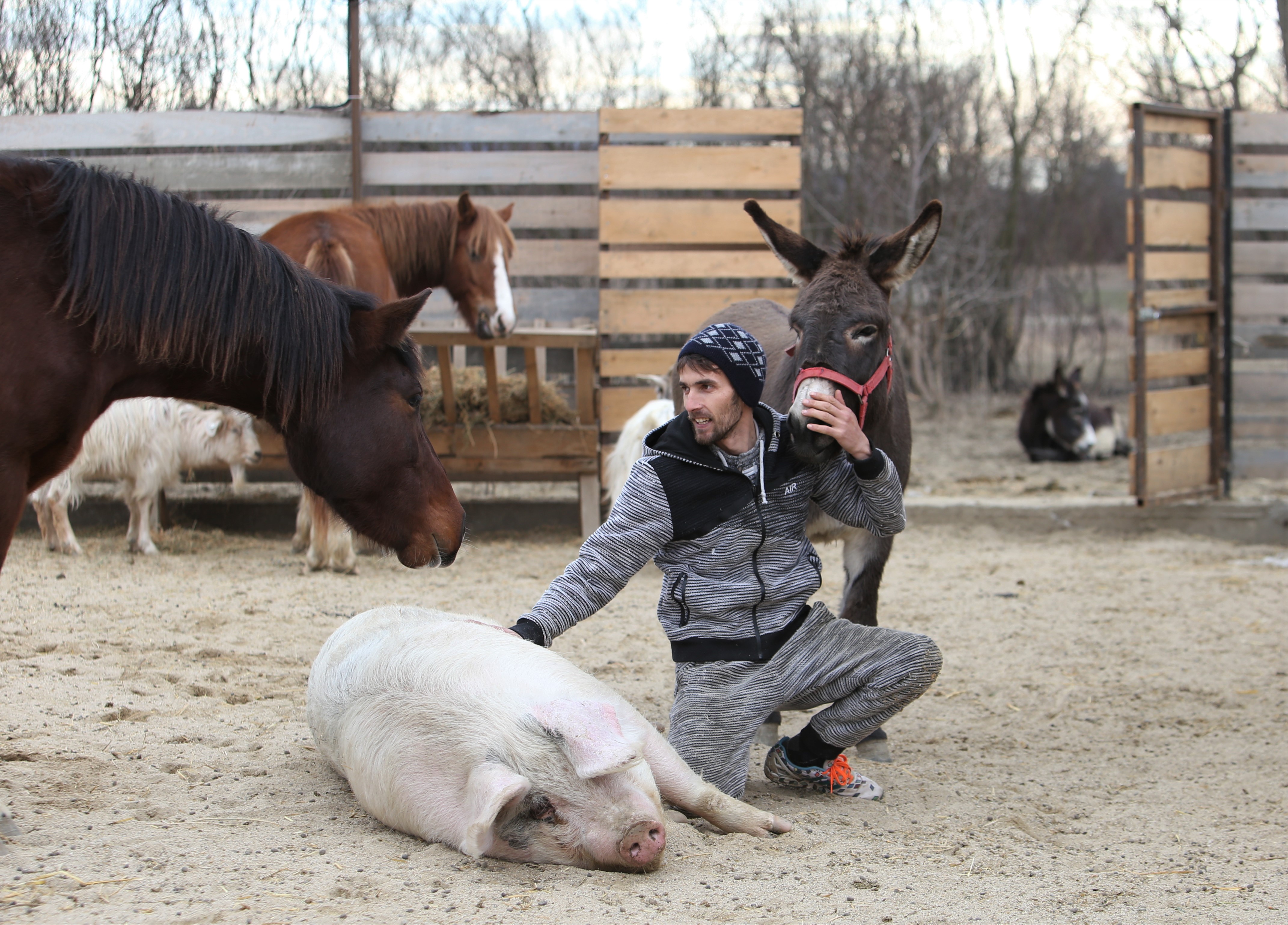 Povestea tristă a lui Papi, un pui de căprioară rănit, a însemnat începutul unui proiect uimitor: Sanctuarul Papi Land, locul unde animalele de fermă abuzate și torturate reînvață să trăiască