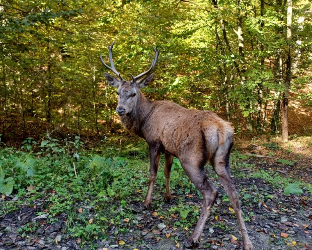 Un cerb a intrat în curtea unei şcoli din Râşnov. Pădurarii au tranchilizat animalul și l-au eliberat în fondul forestier