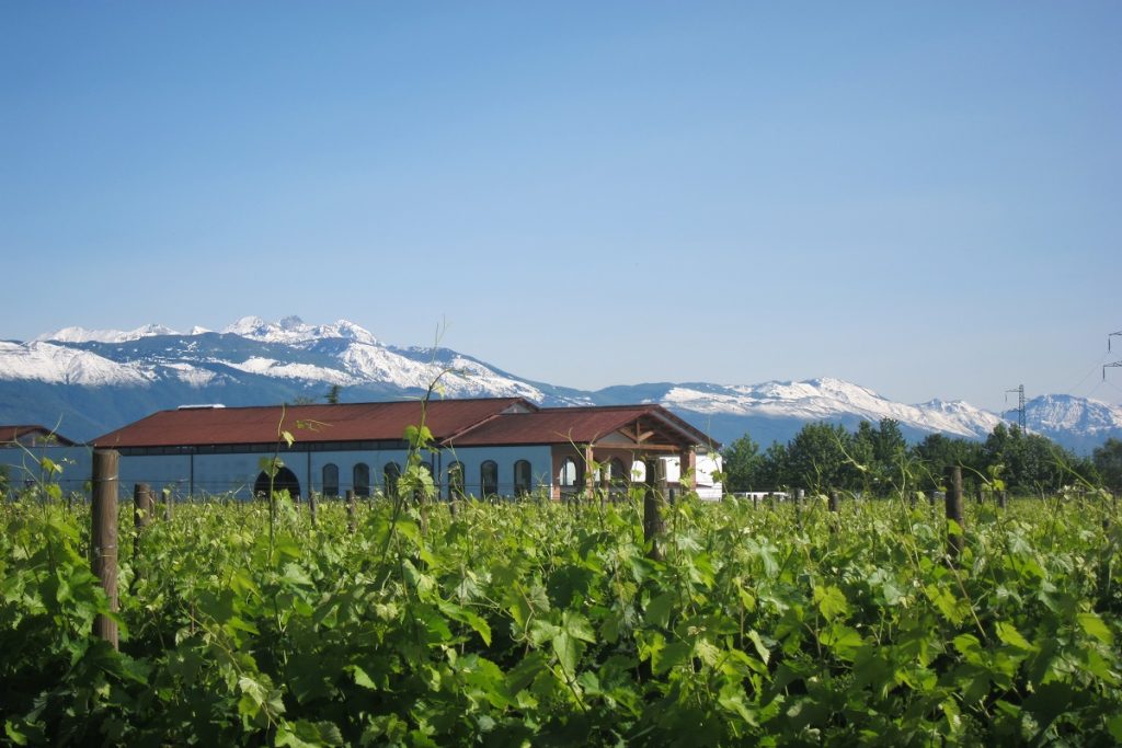 Bottega: cramă și distilerie din Italia, promotor al sustenabilității