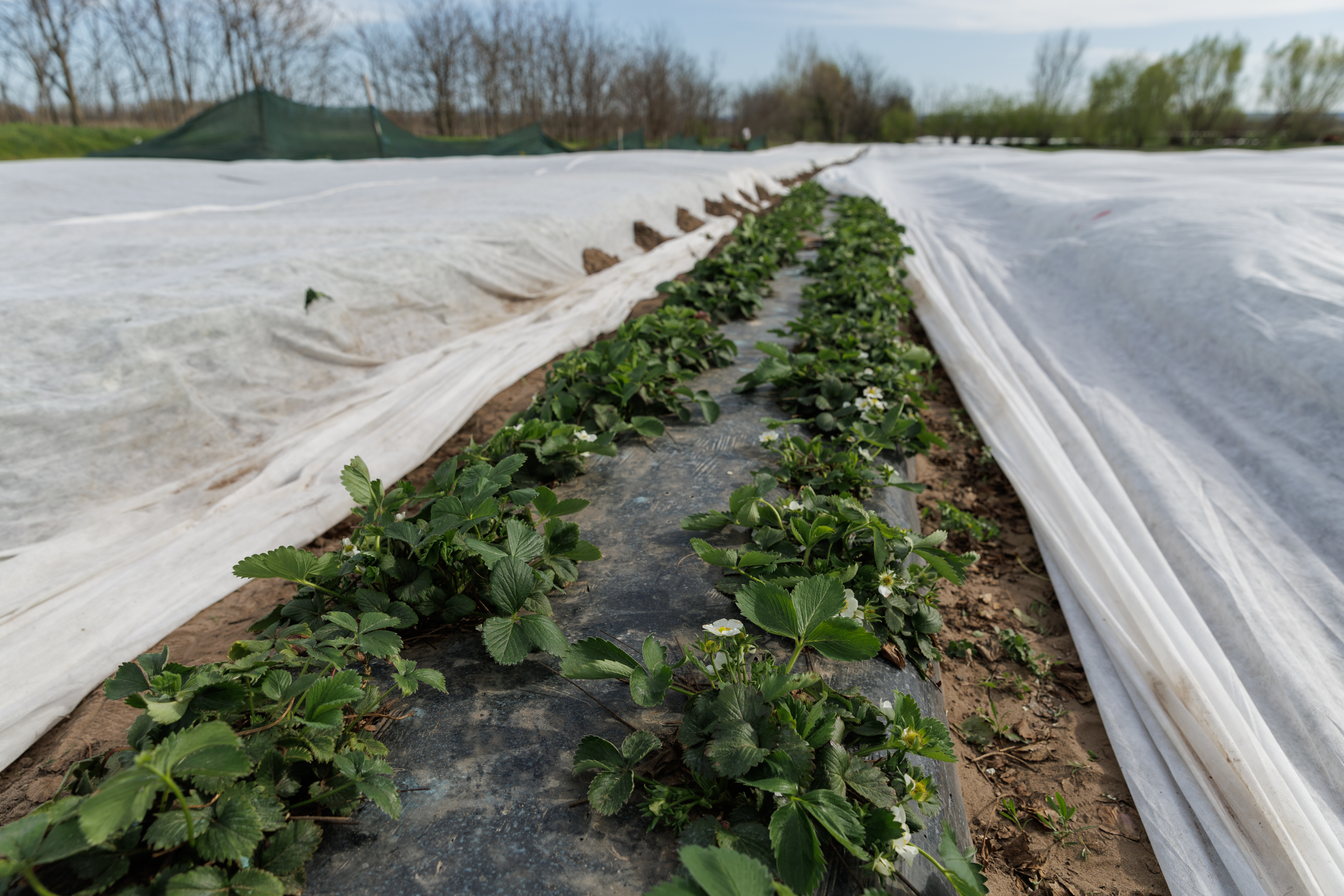 VIDEO REPORTAJ. Inspirați de fermele unde au lucrat în străinătate, producătorii doljeni investesc într-o cultură mai bănoasă decât pepenii: Se coc căpșunile la Dăbuleni