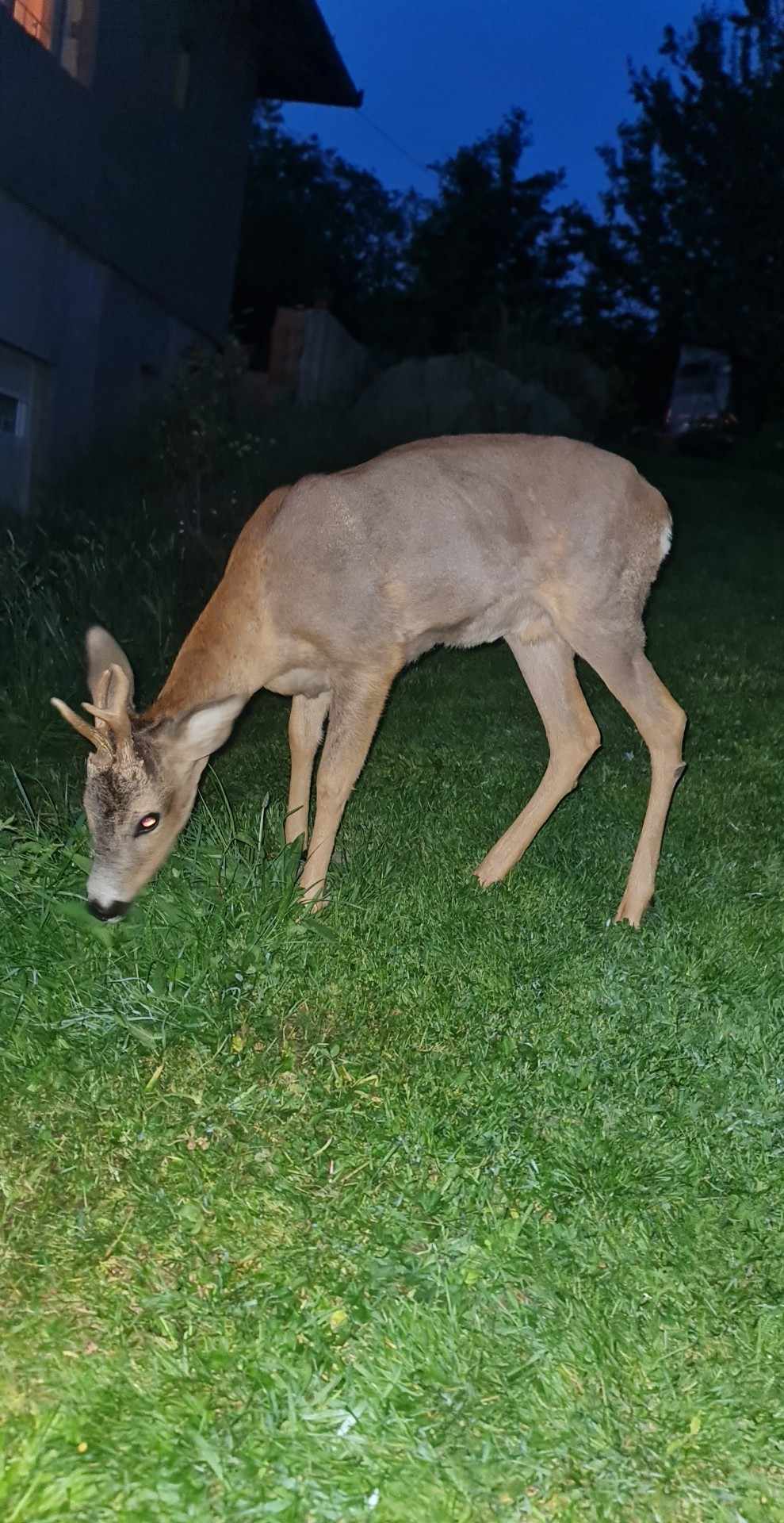 Visszatért a vadonból Péterékhez Bambino: hónapokok kóborolt a felnőtt őzbak