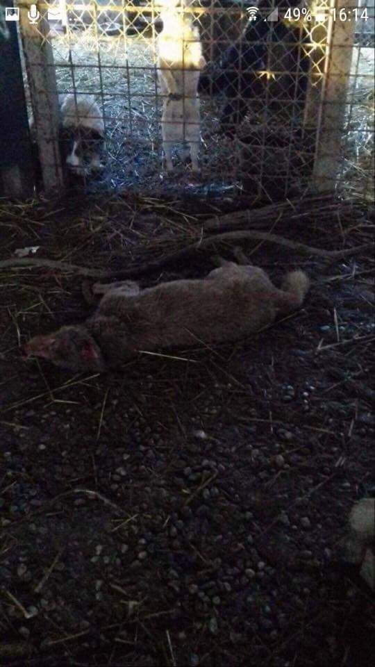 Câinii de la un adăpost de lângă Caracal sunt ținuți în condiții dure