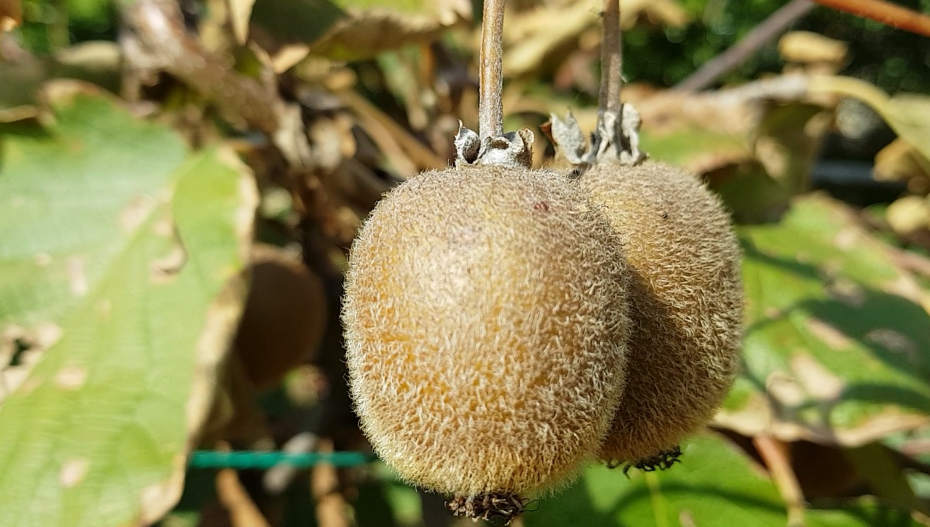 VIDEO/ Fructele exotice se aclimatizează în România. Țăranii vor avea ferme de kiwi. Frunzele sunt bune pentru sarmale