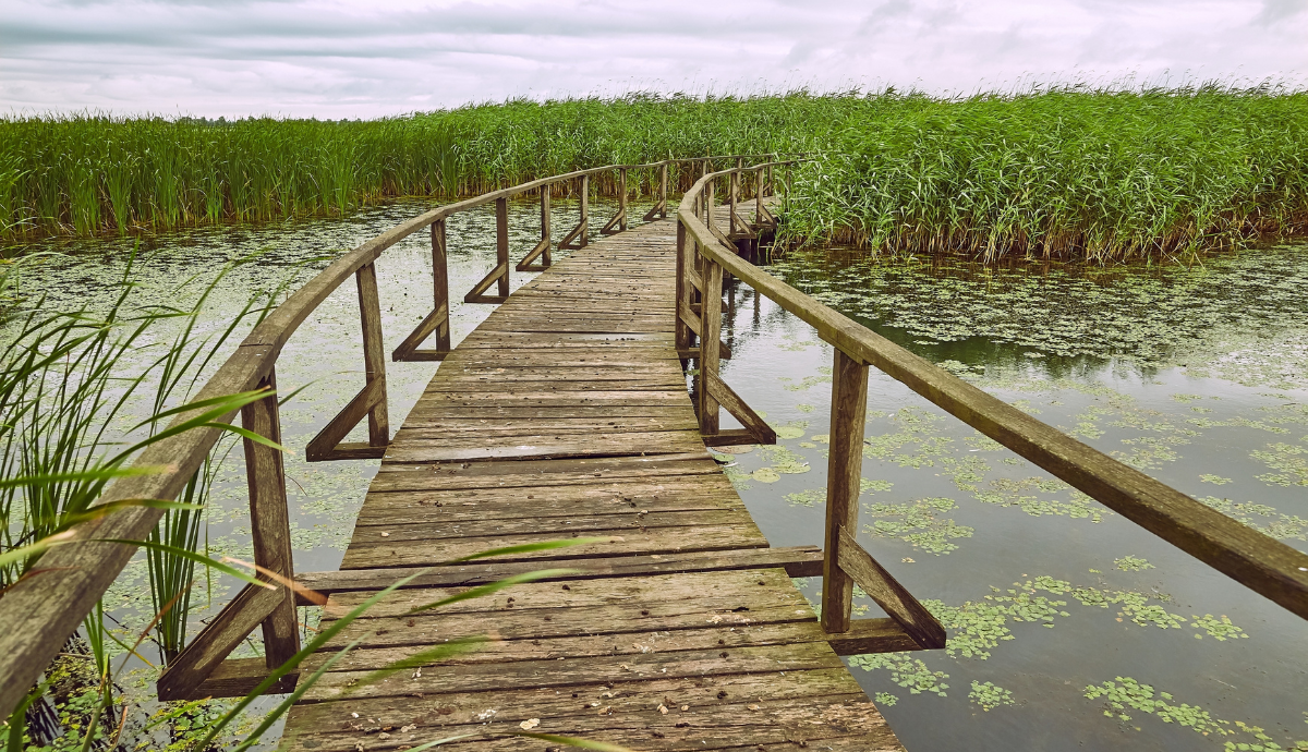 A természet közelségét élvezhetjük a Tisza-tónál