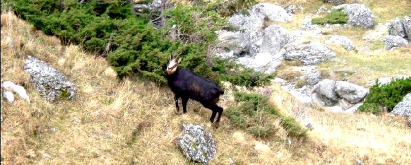 O capră neagră a fost împușcată de braconieri în Parâng. Doi români și doi austrieci, prinși de jandarmi