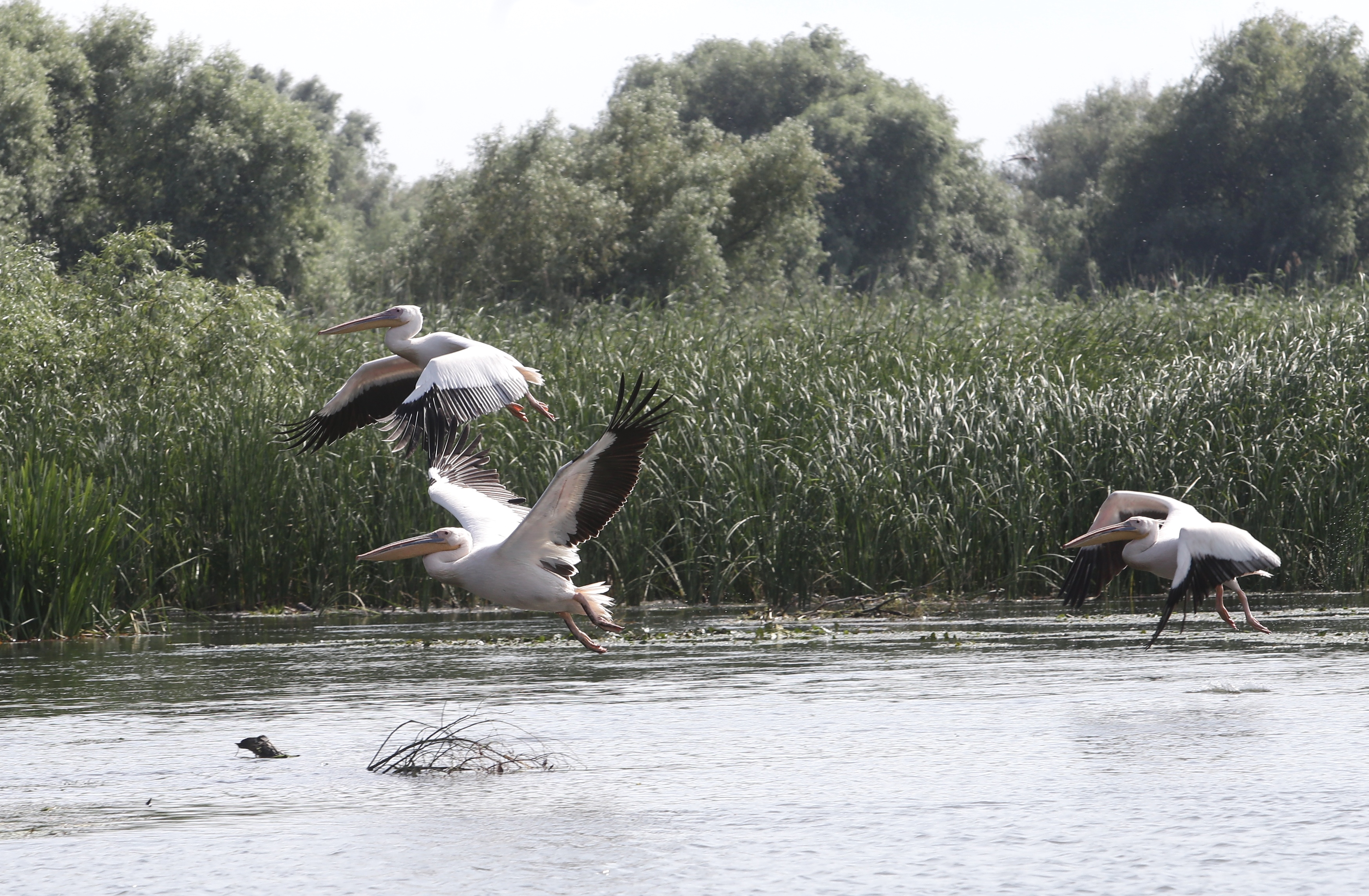 FOTOREPORTAJ/ Prin Delta Dunării, în căutarea sălbăticiei