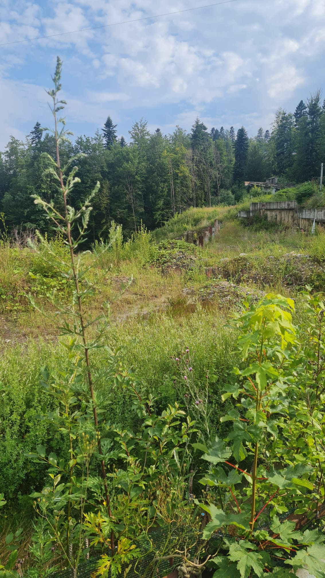Proiectul Nordis Sinaia, unde un apartament era vândut cu peste 470.000 de euro, a rămas doar o groapă abandonată printre buruieni. Ce spun autoritățile din oraș
