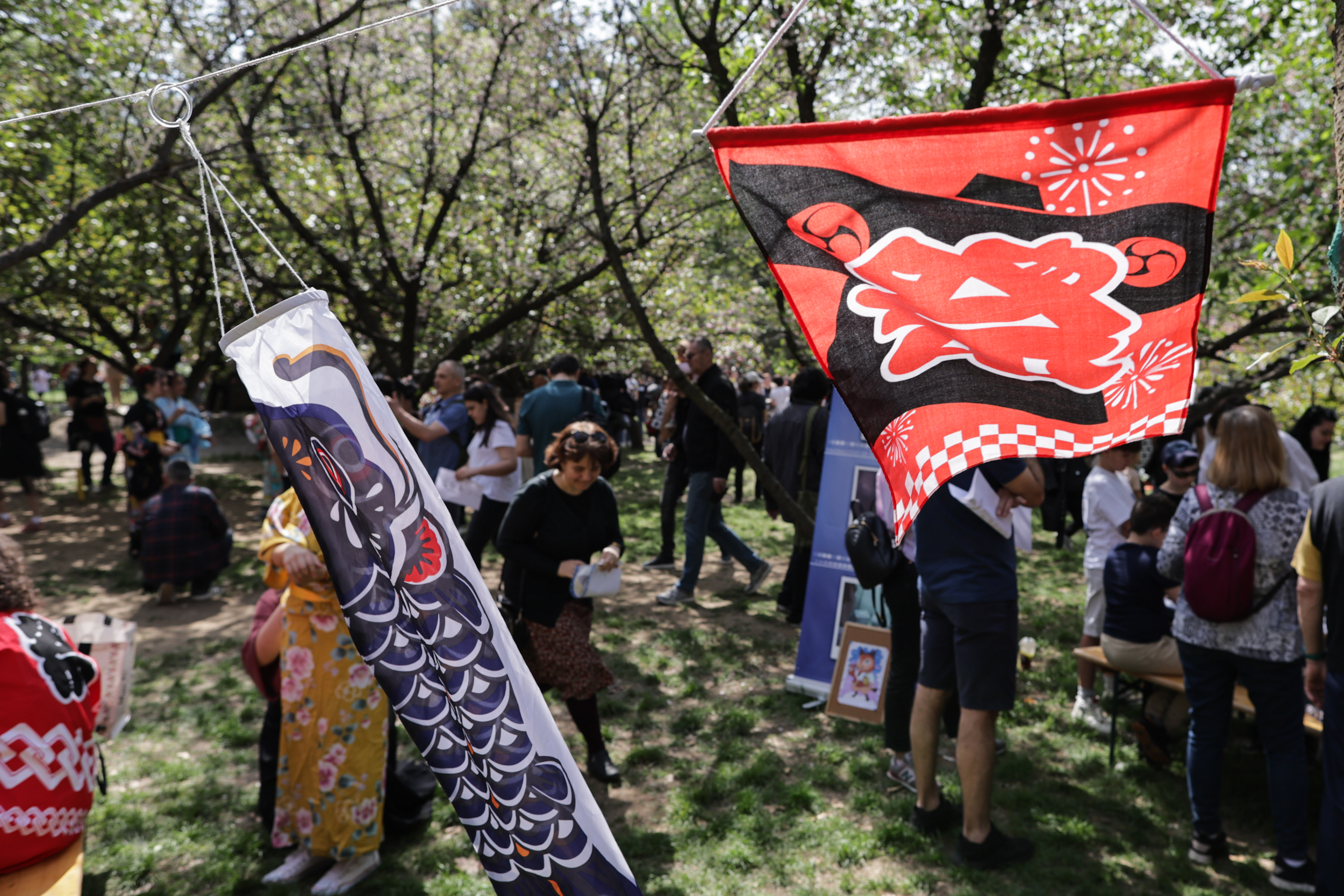 FOTO. Au înflorit cireșii în Grădina Japoneză din Parcul Herăstrău. Sute de persoane au asistat la „Festivalul Florilor de Cireș”