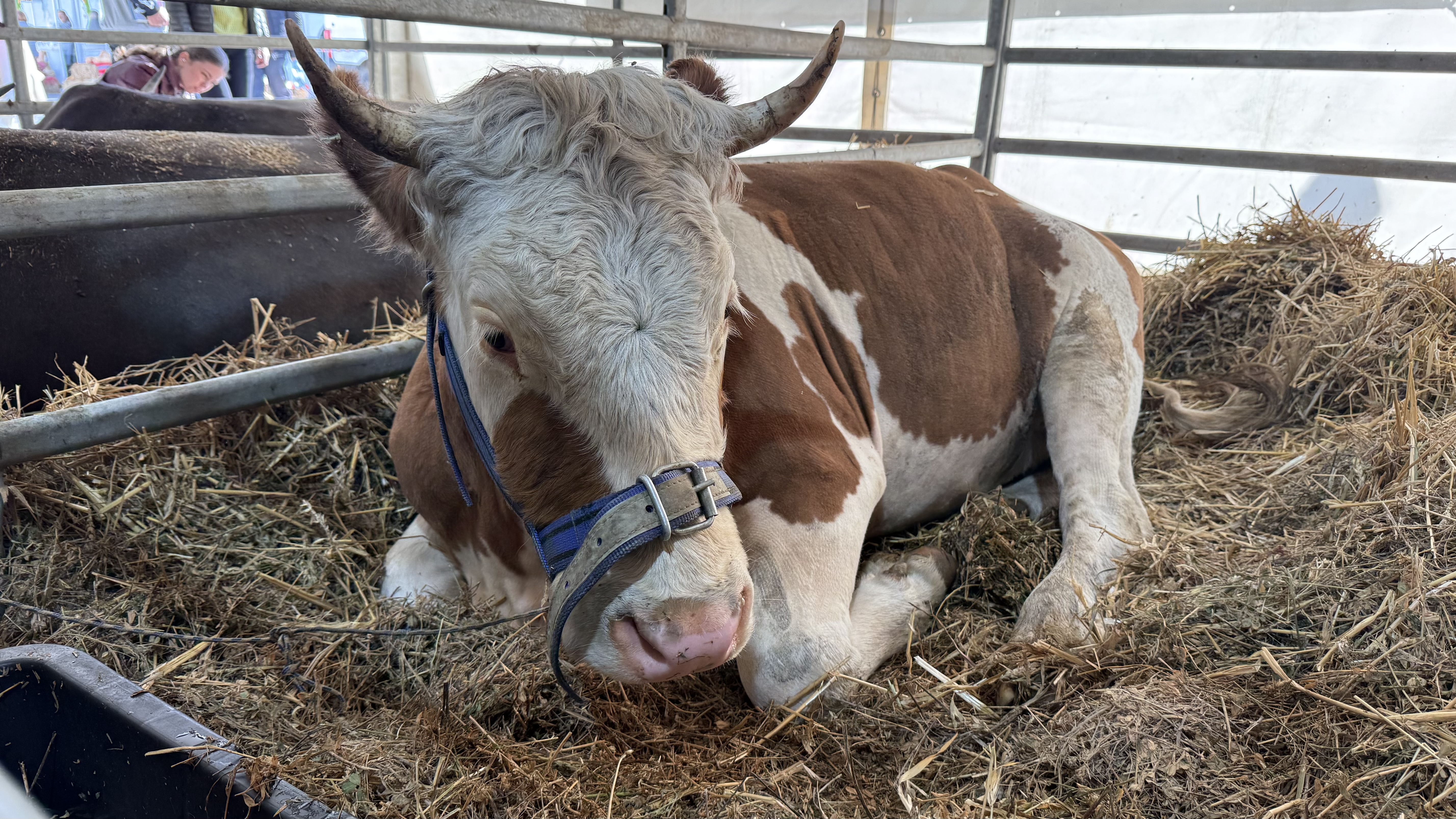 „Vaca mea produce peste 50 de litri pe zi. O iubim ca pe un membru al familiei”. Cum arată o zi de weekend la Indagra, cel mai mare eveniment agricol din România