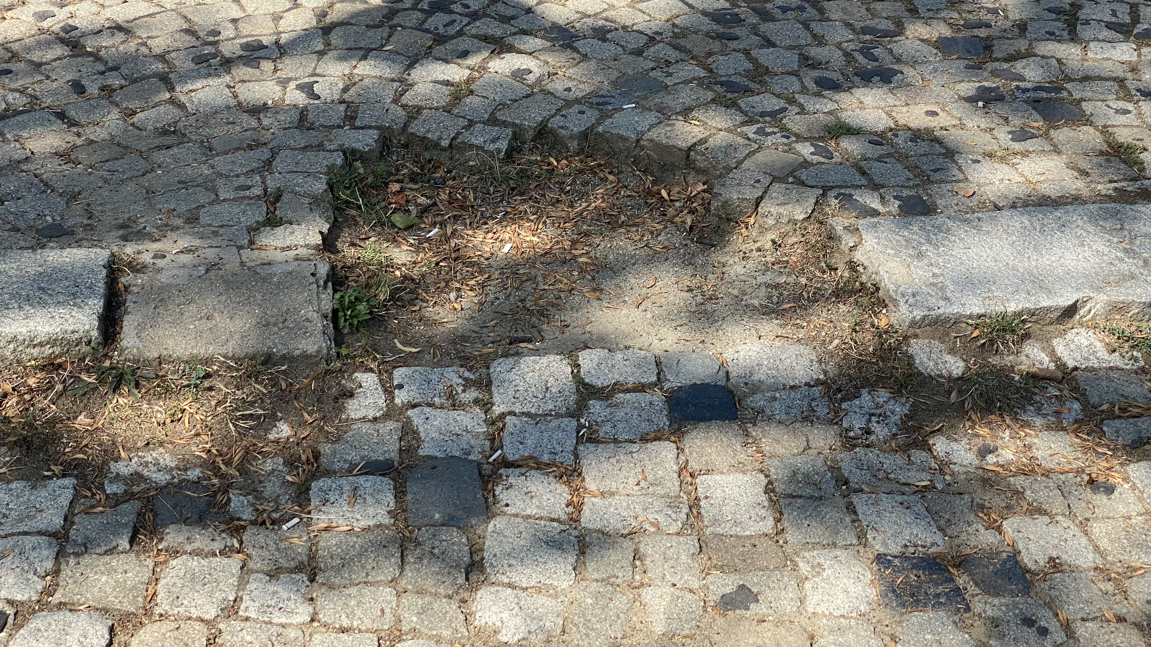 FOTO. Herăstrău, cel mai mare parc al Bucureștiului, arată mai rău ca niciodată. Trandafirii și zonele cu flori sunt istorie, clădirile pentru expoziții au fost vandalizate