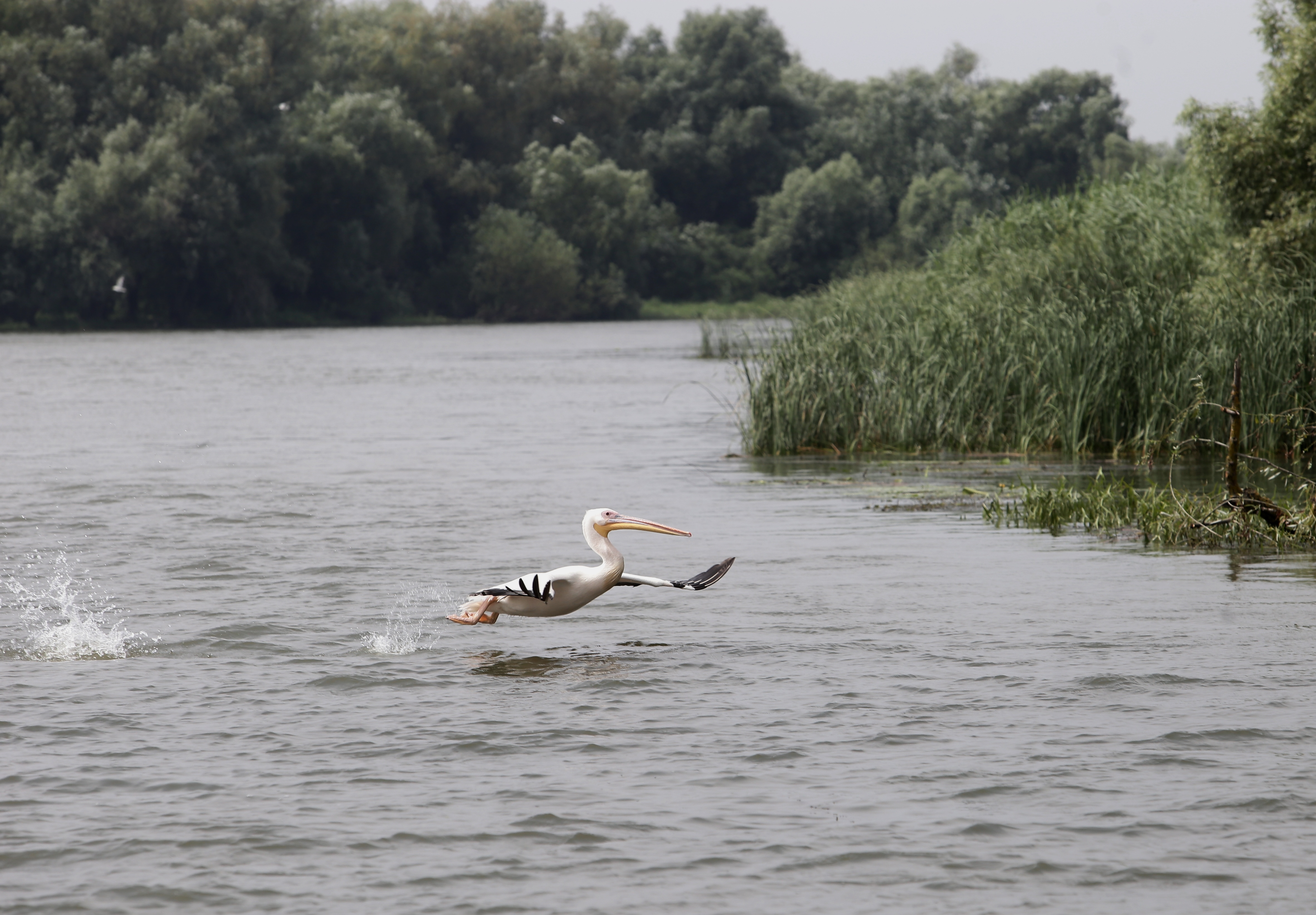 FOTOREPORTAJ/ Prin Delta Dunării, în căutarea sălbăticiei
