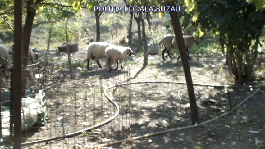 Încă o fermă ilegală de păsări și animale a fost descoperită la Buzău de polițiștii locali| GALERIE FOTO