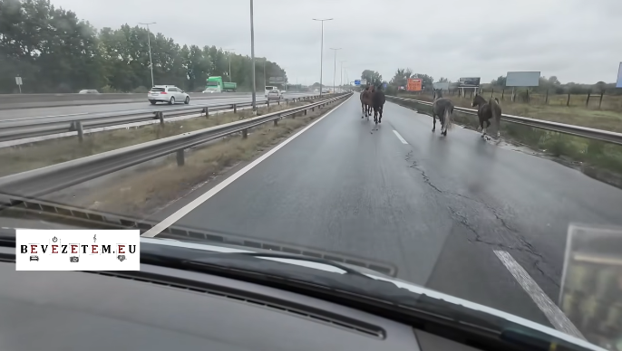 Elképesztő jelenetek: lovak szabadultak el az M5-ön