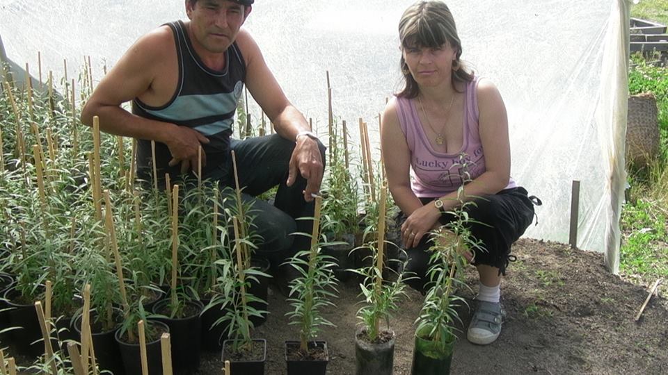 Cea mai mare cultură bio de goji din România, o investiție unică în Europa, riscă să fie distrusă - FOTO