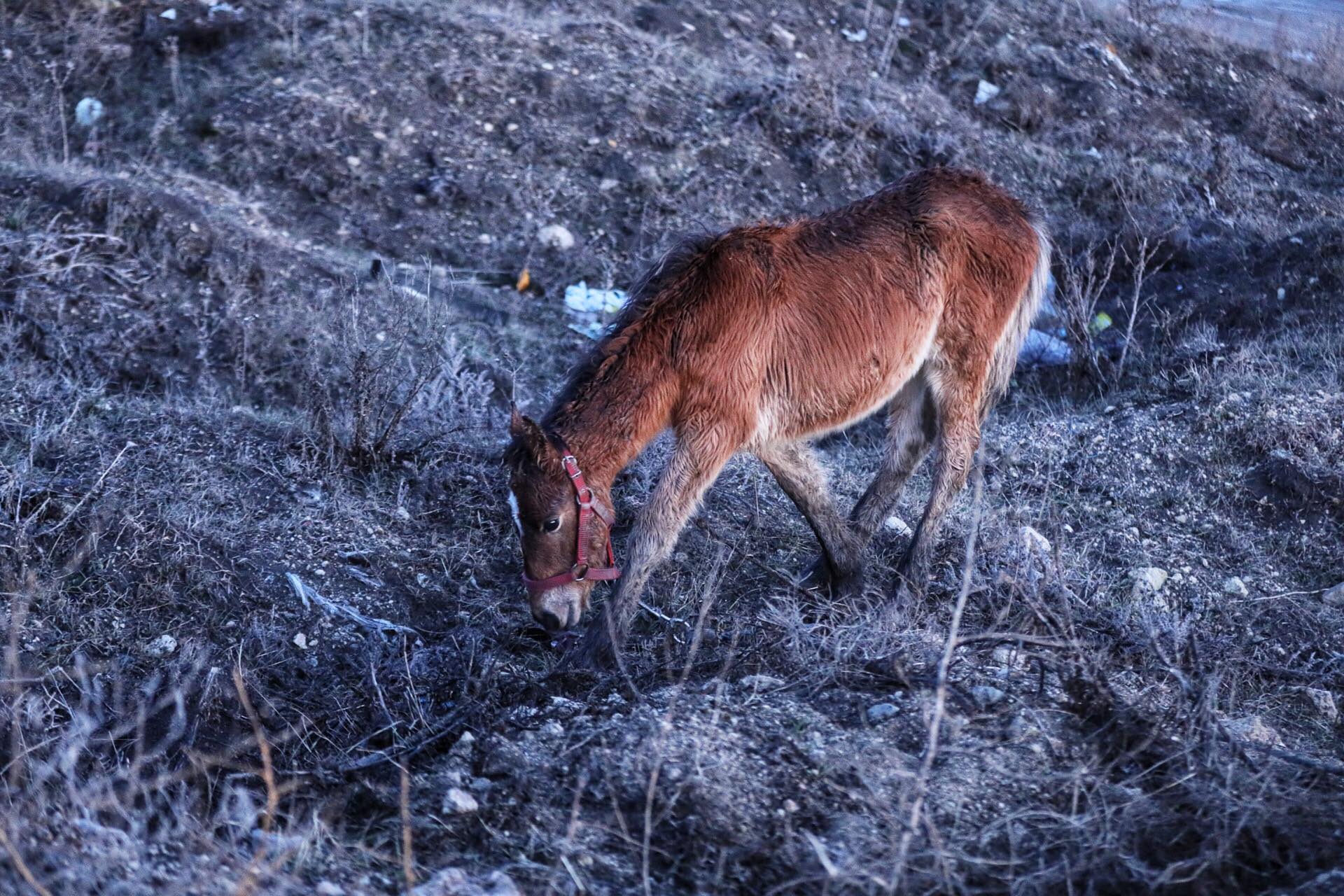 UPDATE | Peste 40 de cai maltratați, găsiți la Techirghiol. Animalele au fost bătute și abadonate în frig