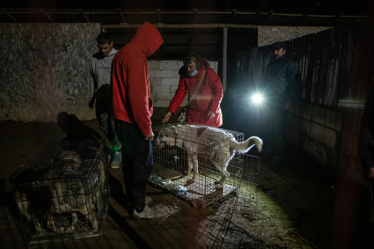 REPORTAJ. În loc de reni, Moș Crăciun a venit anul acesta cu o caravană salvatoare pentru iepe, măgărițe, câini și pisici