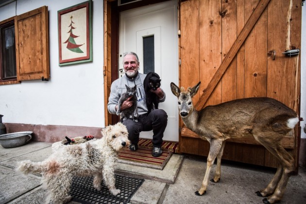 O căprioară crescută în centrul Sibiului în ultimele 10 luni va fi eliberată în natură GALERIE FOTO