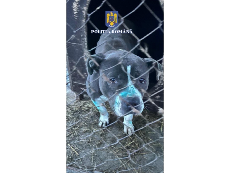 Un bărbat care organiza lupte de câini în Mureș și a tăiat urechile unuia dintre animale, amendat cu 8.000 de lei | FOTO