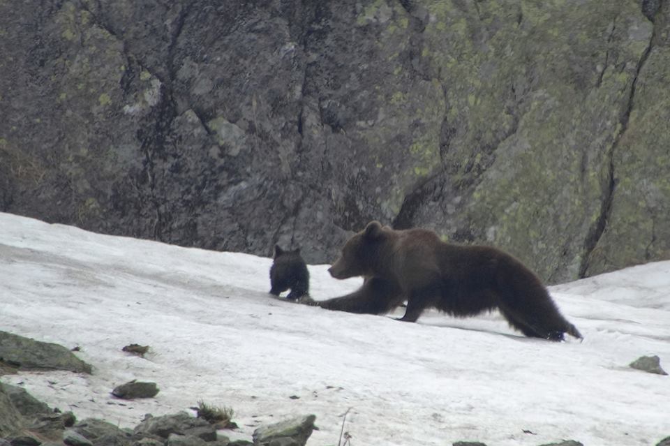 O familie de urși din zona Vârfului Negoiu a cucerit internetul!