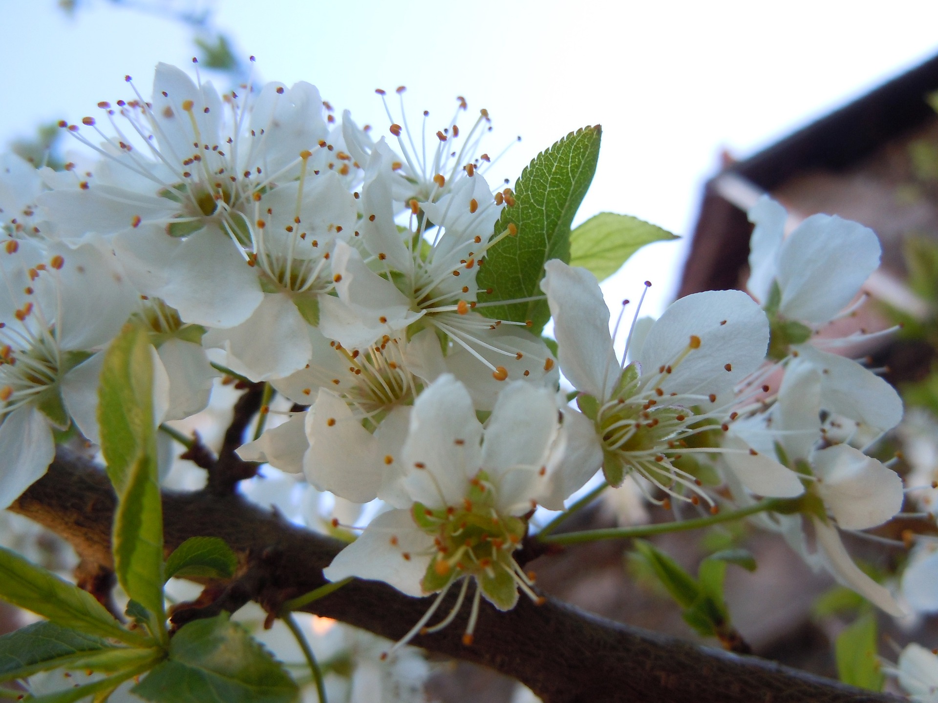 Prune - top 15 beneficii pentru sănătate