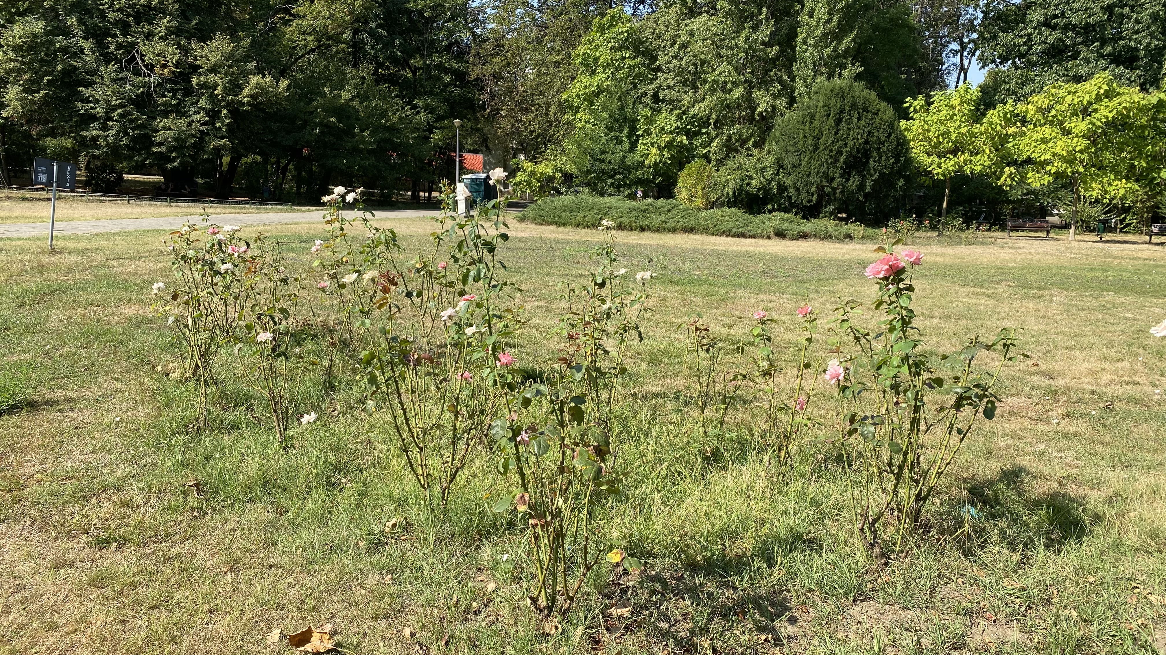 FOTO. Herăstrău, cel mai mare parc al Bucureștiului, arată mai rău ca niciodată. Trandafirii și zonele cu flori sunt istorie, clădirile pentru expoziții au fost vandalizate